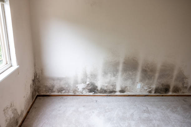Professional Mold Removal in Olyphant, PA